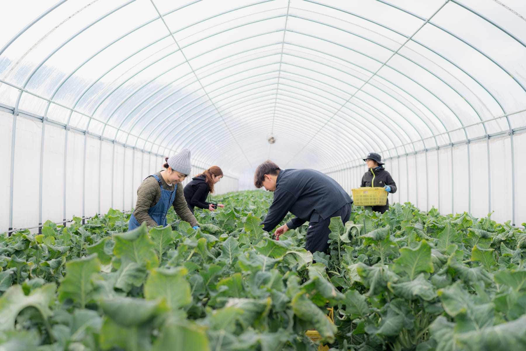 ビニールハウス