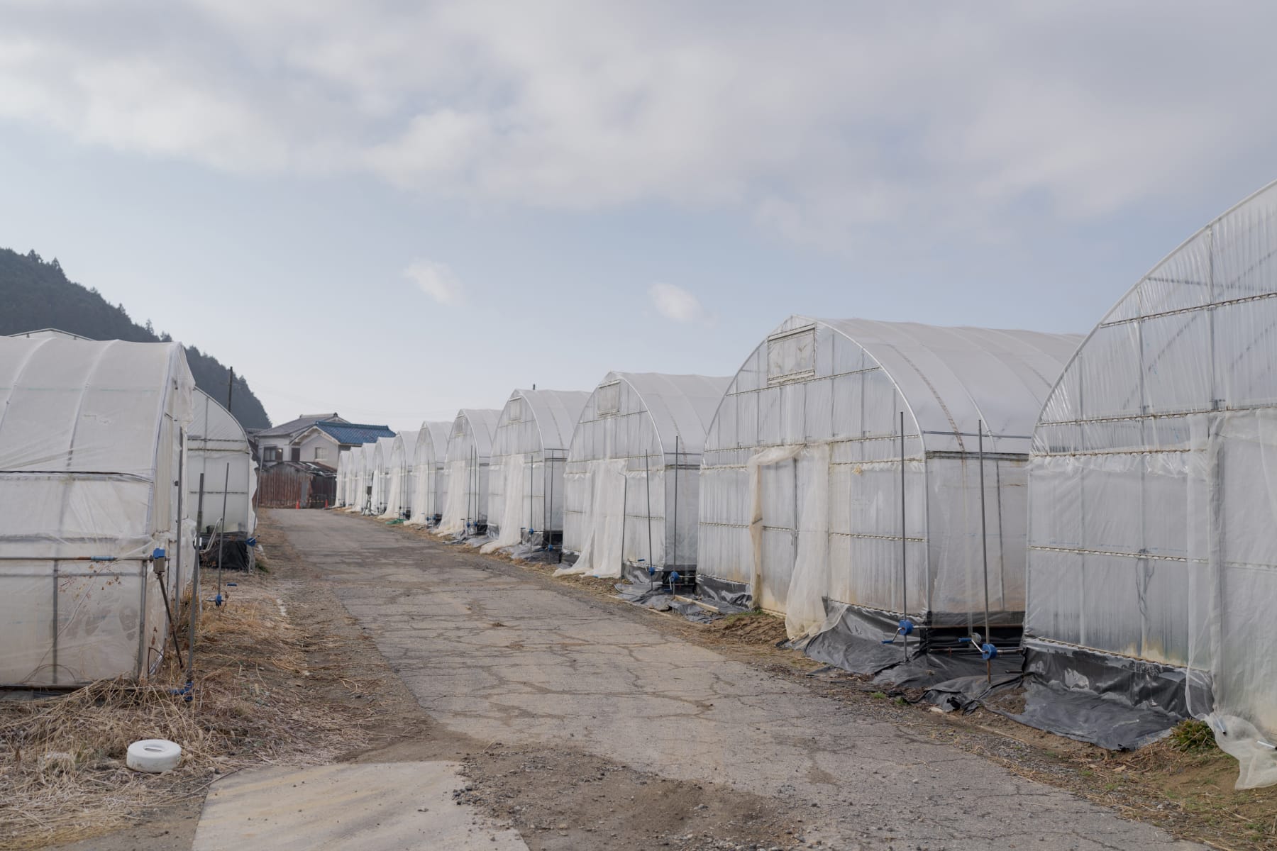 ビニールハウス